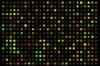 pMSCV-Human Foxp3-EF1Î±-GFP-T2A-Puro for Foxp3 Overexpression 